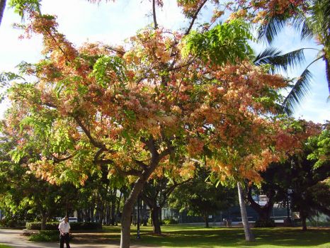 Honolulu flowering tree