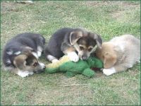 Dog pack attacks gator