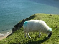 Sheep may safely graze?