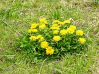 Dandelion
