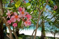 Plumeria By The Beach - Bora Bora