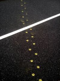 Yellow tracks