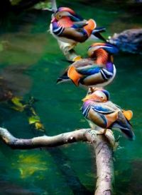 ducks