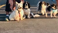 Black & white dog brigade