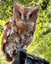 A Pretty Owl