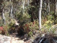 Mount Wellingon track, Tasmania
