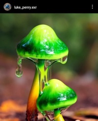 Neon non-fiction fungi