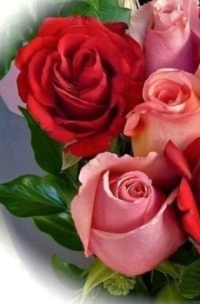 Beautiful Roses