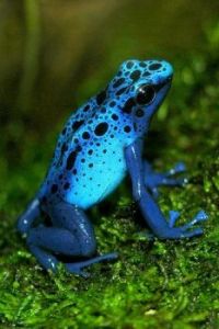 Bright Blue Frog
