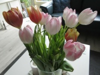 What's left of my Tulips..... 12 days later....