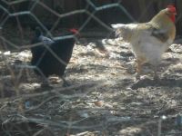 Watching our Chickens - "Who's Chasing Who?" ~ Rusty Rooster & His #1 Gal