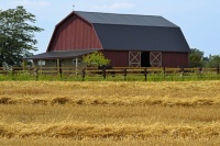 Barn & freshly mown straw (resizable 12 - 450 pieces)