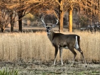 Whitetail Buck