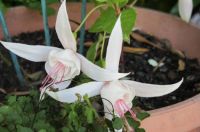 Palest  of pink fuchsia