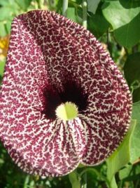 dutchmans pipe flower