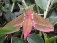 elephant hawk moth