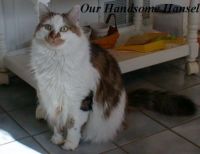 Handsome Hansel