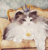 King Murphy