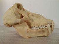 Monkey skull
