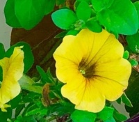 Petunia