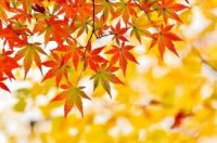 Autumn color - Japanese maple
