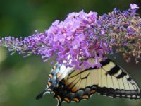 On the butterfly bush.