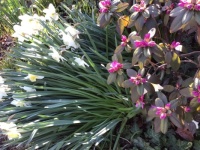 Daffodils and PJMs