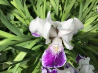 Iris