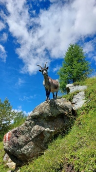 The Curious Goat