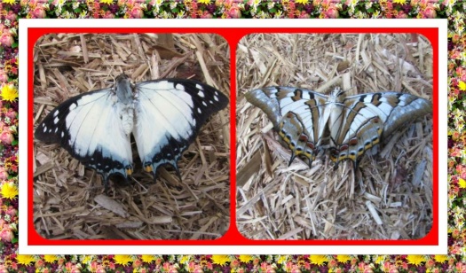 Butterfly Beauty. Smaller.