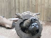 Meerkats at St Andrews Aquarium
