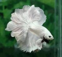 BEAUTIFUL FISH