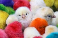 Colorered Chicks