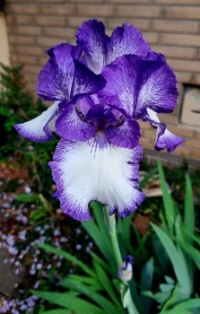 Iris 'Loop the Loop'