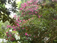 Rhododendrons, Trebah Gardens, Cornwall
