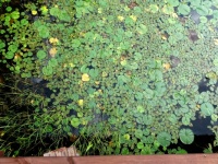 Brainerd MN - Lake - Lily Pads