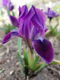 Early Season Iris