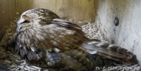 Tawny owl incubating