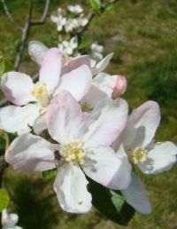 jabloňové květy/apple blossoms