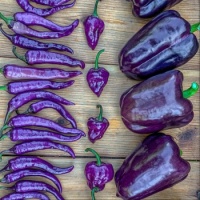 Purple picked peppers please
