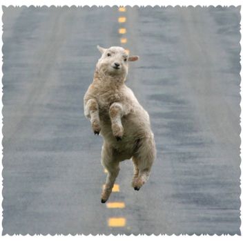Write a Caption!  sheep on road