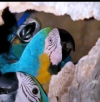 Nesting