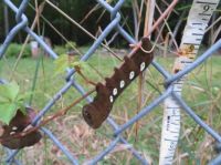Interesting caterpillar