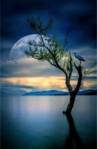 Bird Heron in Moonlight
