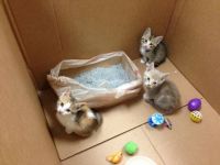3 kittens need a home
