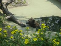 Brown bear Berlin zoo (M)