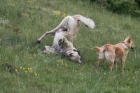 Anatolian shepherd dog crash