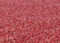 Floating Cranberries, ready to be harvested . .