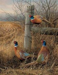 Early Fall Pheasants
