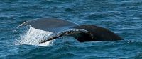 Copy of Whale Tail
